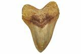 Serrated, Fossil Megalodon Tooth From Morocco - Rare Location #352996-1